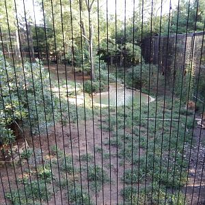 8/11/2018 - African Lion Exhibit