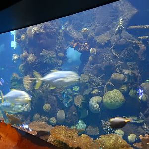 8/12/2018 - Discovery Reef - Main Tank