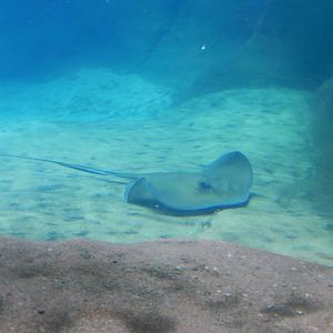 8/12/2018 - Southern Stingray