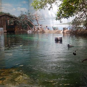 8/12/2018 - Florida Manatee Tank - Surface View