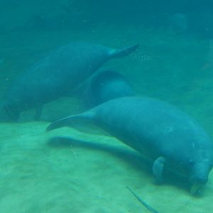 8/12/2018 - Florida Manatees