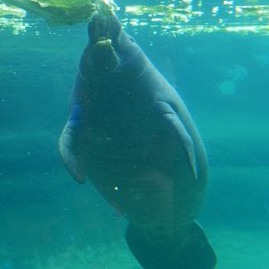 8/12/2018 - Mmmm Lettuce!