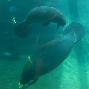 8/12/2018 - Florida Manatees