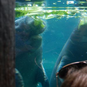 8/12/2018 - Feeding Frenzy...Manatee-Style!