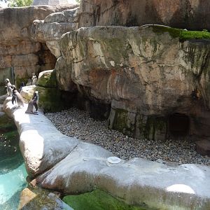 8/12/2018 - Humboldt Penguin Exhibit