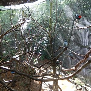 8/12/2018 - African Grey Parrot & Lady Ross' Turaco Aviary