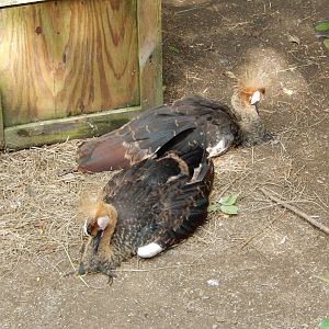 8/12/2018 - African Crowned Crane Chicks