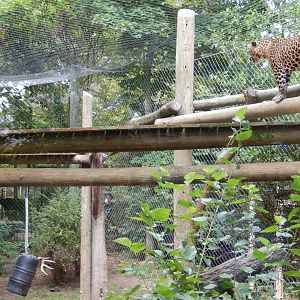 8/12/2018 - Predator and Prey in the Congo