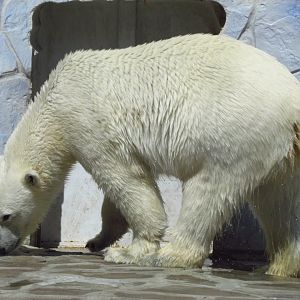 Polar bear female