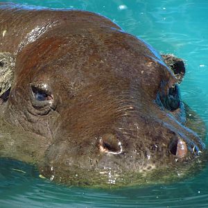 Pygmy hippo