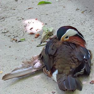Injured mandarin duck