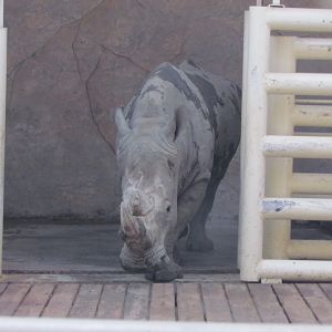 White rhino indoors