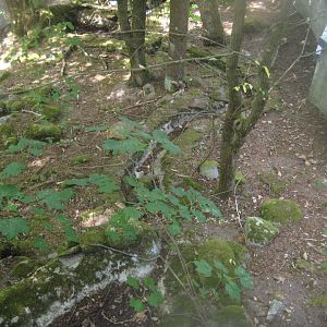 Terrariet Vissenbjerg - Euarium - North American exhibit