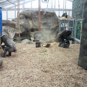 Chimp enrichment