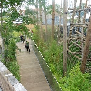 Chimp Lookout:Above the Agamid Lizard/Spiny Turtle house