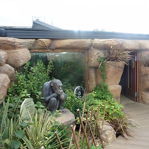 Agamid Lizard/Spiny Turtle House