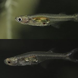 Danionella translucida