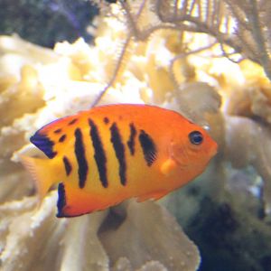 Flame dwarf-angel - Centropyge loricula