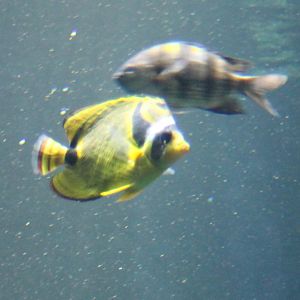 Raccoon butterflyfish - Chaetodon lunula