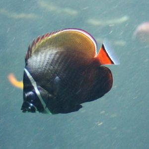 Red-tailed butterflyfish - Chaetodon collare
