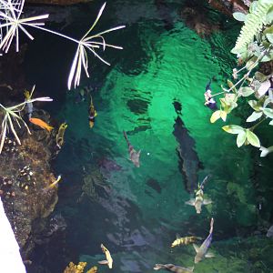 Coralfishes from above