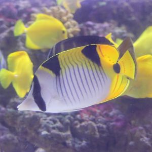 Indian dubble-saddle butterflyfish - Chaetodon falcula