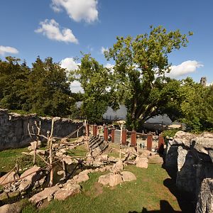 Sulawesi crested macaque enclosure