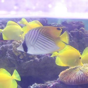 Threadfin butterflyfish - Chaetodon auriga
