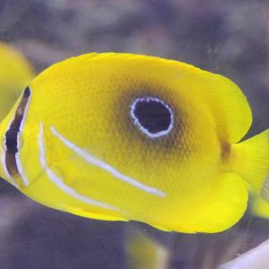 Eclipse butterflyfish ( aka Bennet's butterflyfish ) - Chaetodon bennetti