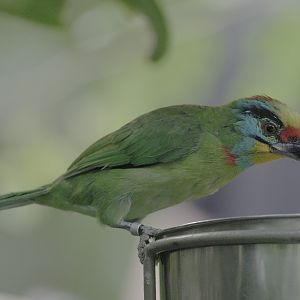 Black-browed barbet