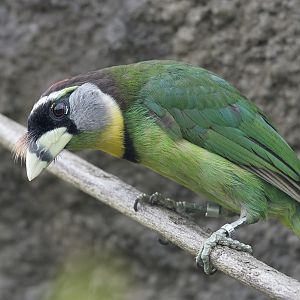 Fire-tufted barbet