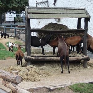 Goat-enclosure