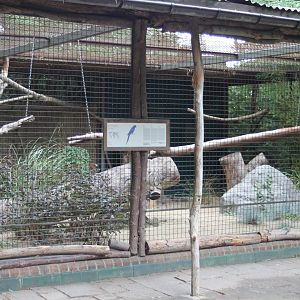 Hyacinthine macaw-aviary