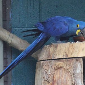 Hyacinthine macaw