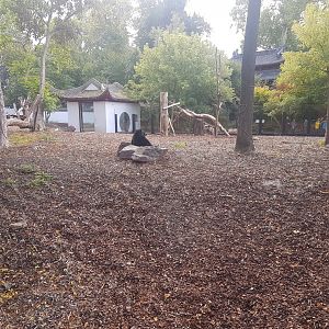 Enclosure Asiatic black bear
