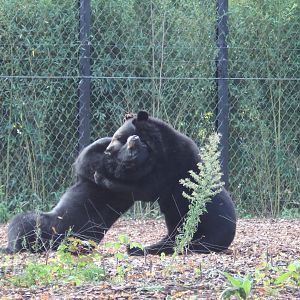 Asiatic black bears
