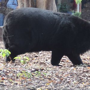 VERY fat Asiatic black bear
