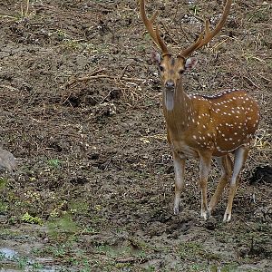 Axis deer & greater Thick-knee