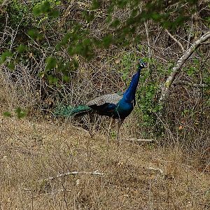 Indian peafowl