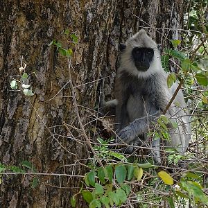 Tufted grey langur