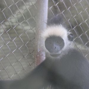 Langur ID? - Bang Pra Wildlife Breeding Centre
