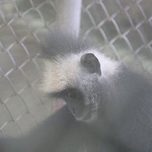Langur ID? - Bang Pra Wildlife Breeding Centre