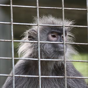 Phayre's? - Bang Pra Wildlife Breeding Centre