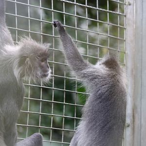 Phayre's? - Bang Pra Wildlife Breeding Centre