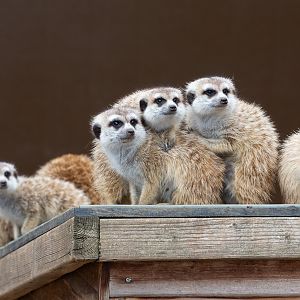 Meerkat : Hamerton : 08 Sep 2018