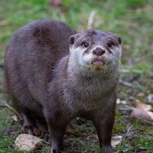 Asian small-clawed otter : Hamerton : 08 Sep 2018