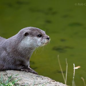 Asian small-clawed otter : Hamerton : 08 Sep 2018