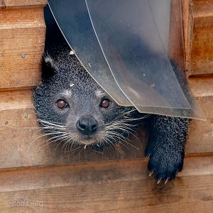 Javan binturong : Hamerton : 08 Sep 2018
