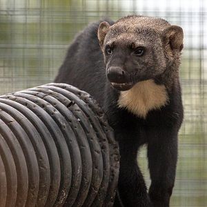 Tayra : Hamerton : 08 Sep 2018