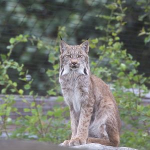 Canada lynx : Hamerton : 08 Sep 2018